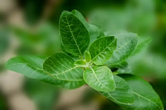 Ashwagandha-Herb-Adaptogen-Ayurveda-Stress-Relief-Wellness-Health-Benefits